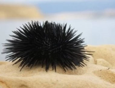 Πατήσατε αχινό; - Δείτε τι πρέπει να κάνετε